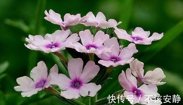 几款花卉，幽香暗淡，花型圆滚惹人爱，新手也能养很好