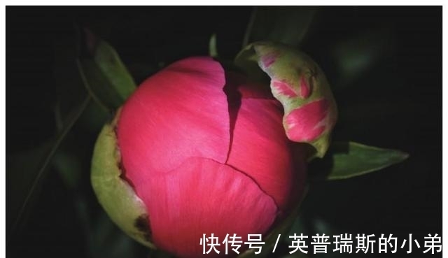 生肖|下周一到，桃花满天飞，喜遇良缘，喜结良缘喜脱单的生肖