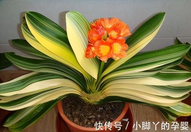 施肥|君子兰夏天少折腾,静养才能养出好兰株