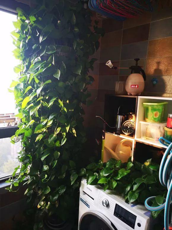 11月前,3种花该换盆了,再冷就迟了,过冬为难!