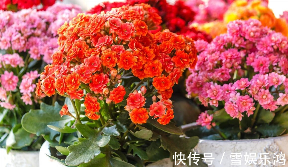 4种“吉利花”,被水浇死了不要扔,简单处理又能长满盆