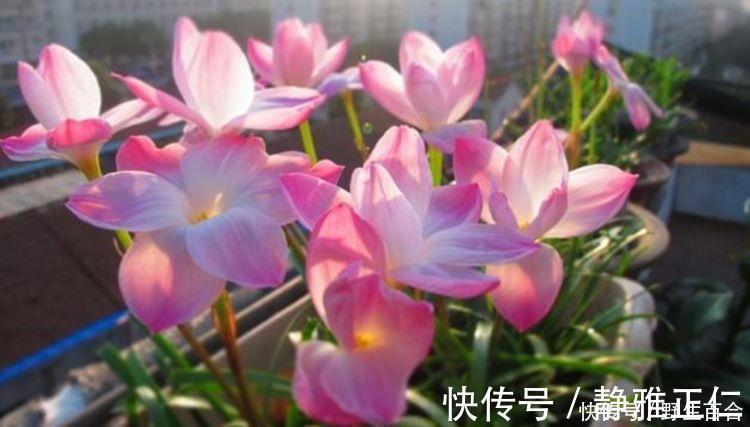 芳香王|养花就养这几款，全年开花不停，开花多，轻松爆成花海！