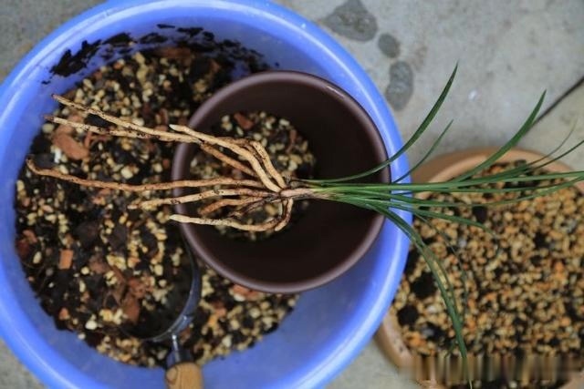 养兰花,记住2口诀,兰花越长越旺盛,再也不怕养不活