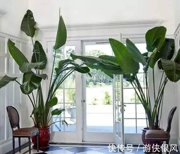 8种“招财树”,养在客厅里,高大笔挺,威武又气派,招财又旺宅