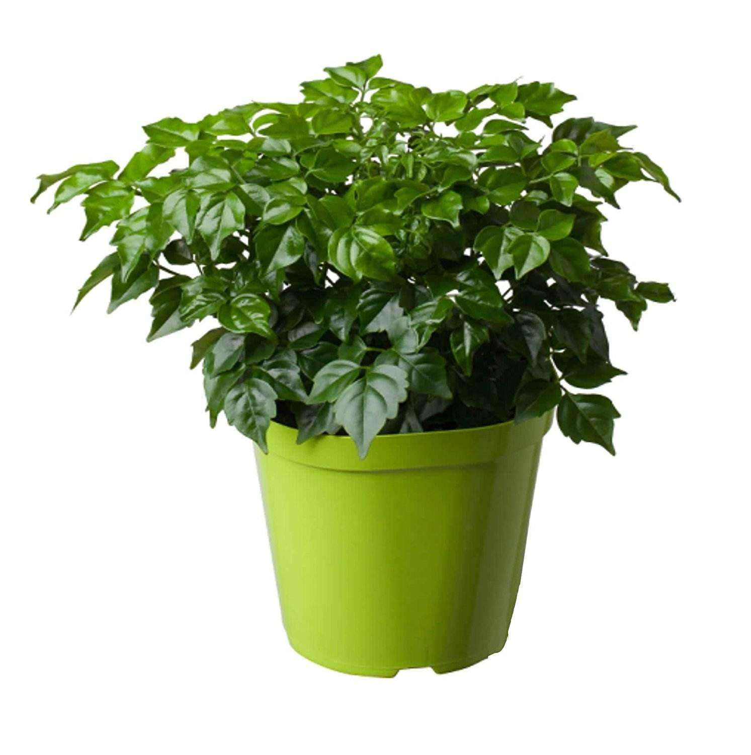 叶子|幸福树容易掉叶子,问题出在这三个地方