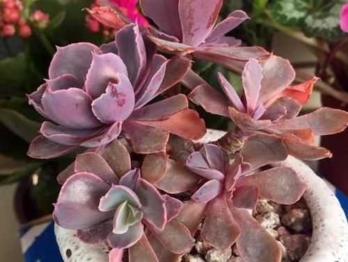 珍珠|养多肉植物,做到此3点,叶子圆润如珍珠,色似糖果五颜六色