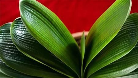 养君子兰有3忌,避开不黄叶不烂根,猛窜大白根,呼呼冒花箭