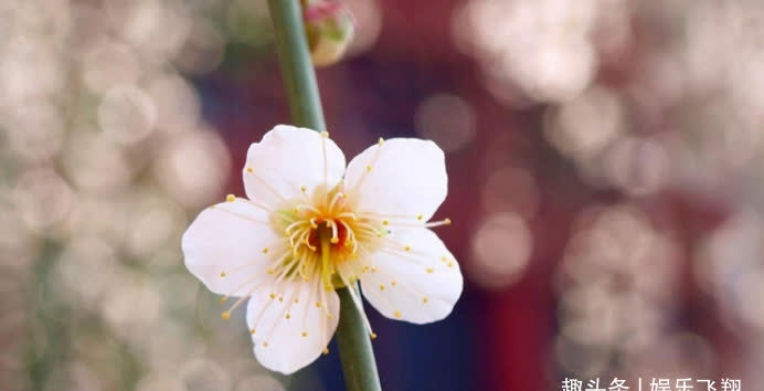 相爱|9月末，桃花满满，怦然心动，相爱相伴，相濡以沫，恩爱到白头