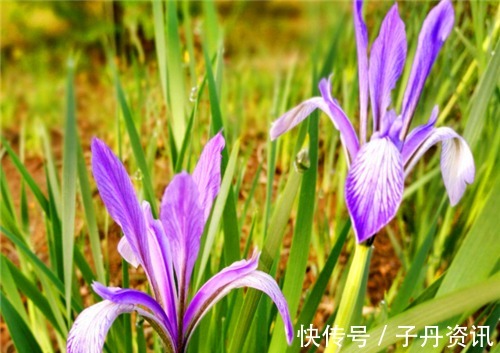 盆栽马兰花如何养教你3个养护马兰花的妙招,花开美丽又淡雅