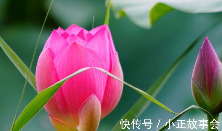 春天就养5种花,好养易爆盆,花色妖艳,满屋飘香,谁养谁喜欢