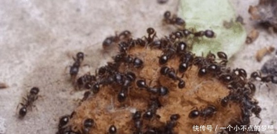 假如 蚁后 死了 剩下的蚂蚁会怎么样看完真的涨知识 快资讯