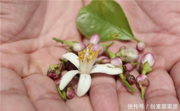果子|盆栽柠檬只开花不结果?春天做好4件事,夏天果子满枝头