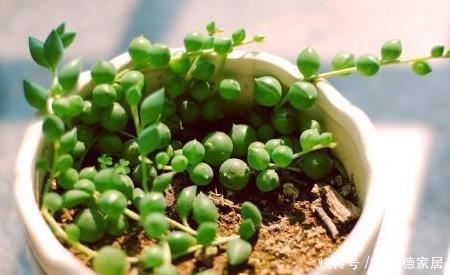  5种多肉最容易爆盆，好养好看还易爆盆，适合新手和懒人