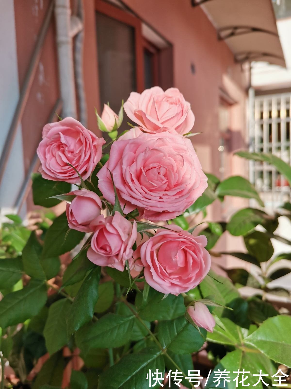 4种花一旦入了品种坑，钱包一天比一天薄，根本出不了坑