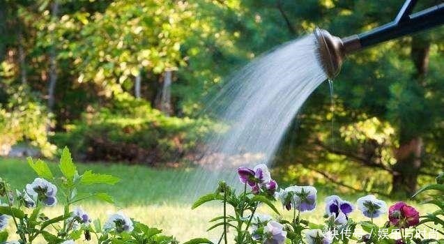 厨房一种调味料，养花3个用法，分分钟拯救黄叶，比硫酸亚铁都强！