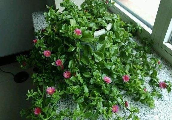 牡丹吊兰开花少怎么办，教你三个小技巧，让它花开满枝头