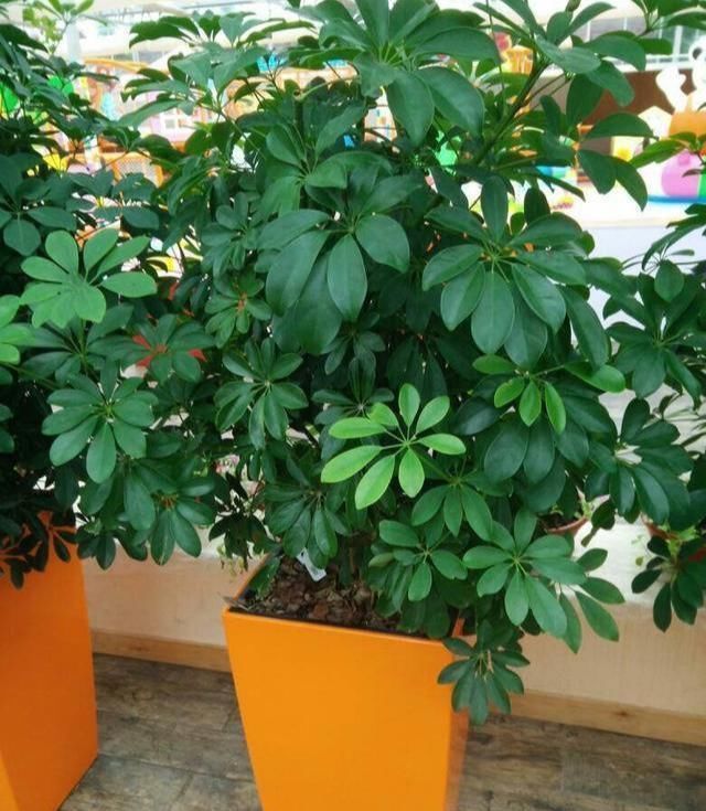 养这4盆花,在家吸烟也不怕,二手烟吸光光,空气清新,一家健康