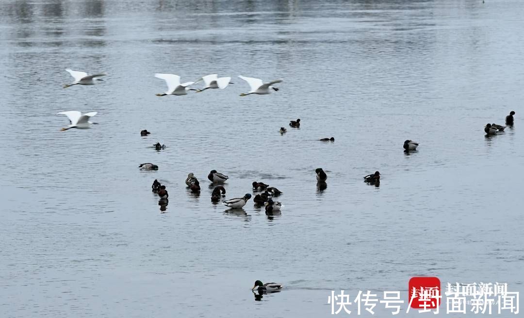 新闻记者|春暖鸟归水鸭成群 成都市民手机就能拍出大片