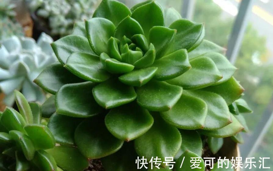 颗粒石|养殖蒂亚做好4件事,再也不徒长,还能养出通红似火的状态