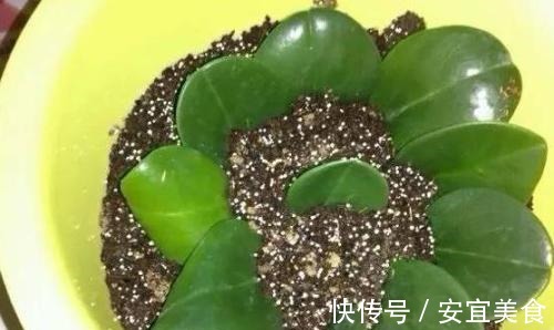 叶片|养花真的不要钱,这3种花摘片叶子放土里,生根就是小盆栽