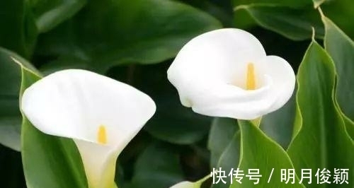 虞美人|这几种花“毒”性太大了，不管他有多好看都不要在室内养殖！