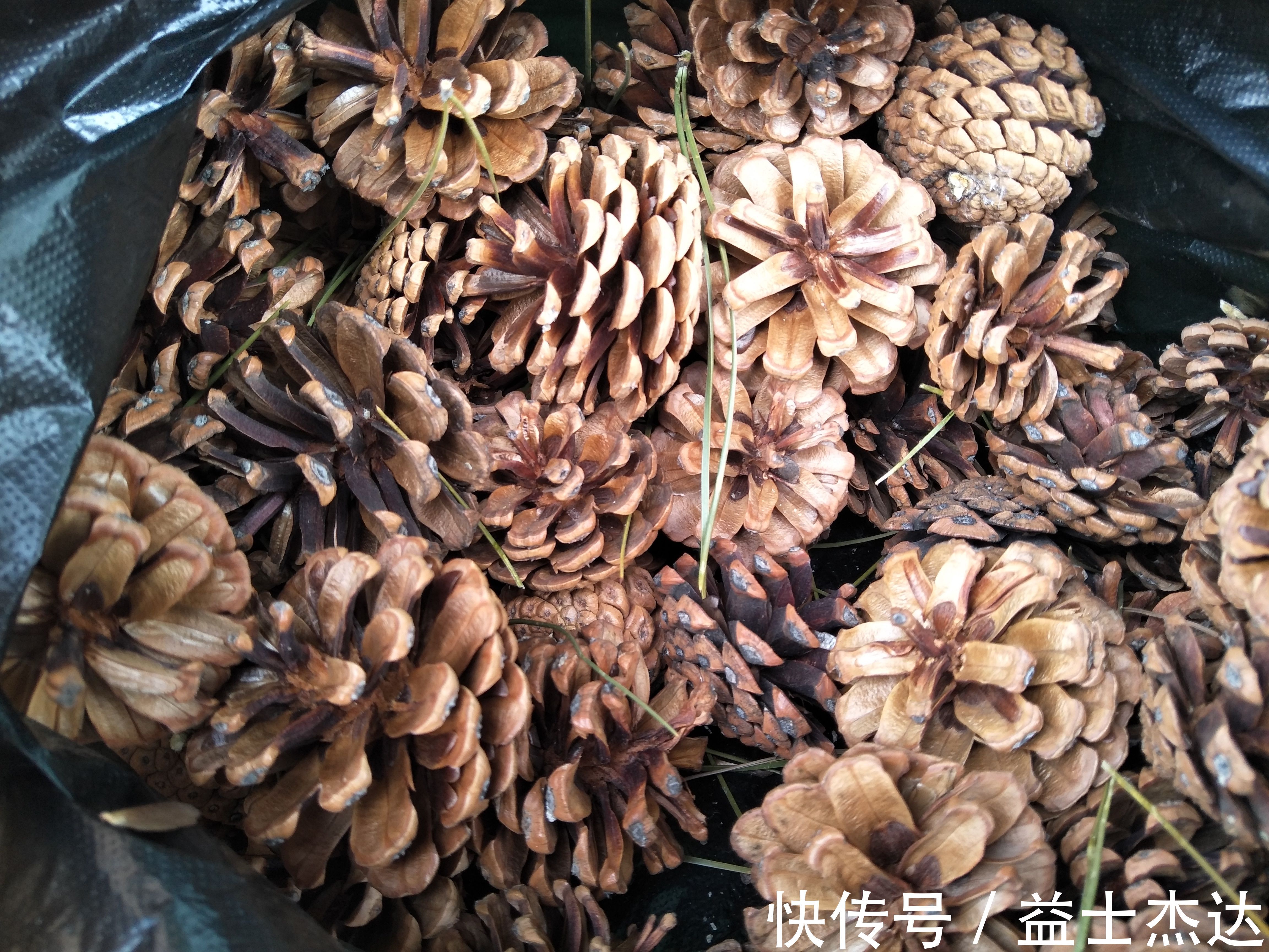 养分|花盆底垫什么好？推荐一些实用的东西，既透水又保肥