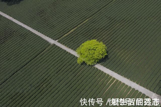 百年孤独&《百年孤独》家族第一个人被捆在树上,最后一个人正被蚂蚁吃掉