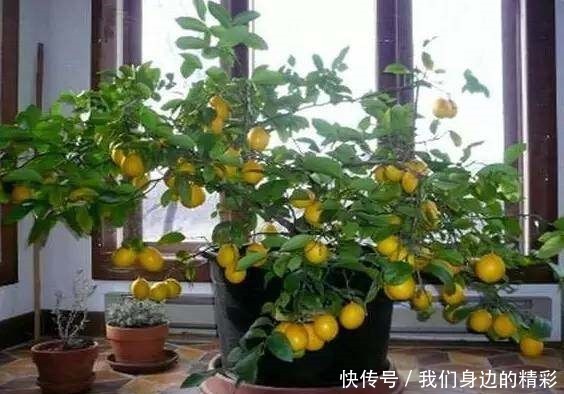 这6种盆栽不用买,水果吃完丢水里泡7天,30天后乐开花!