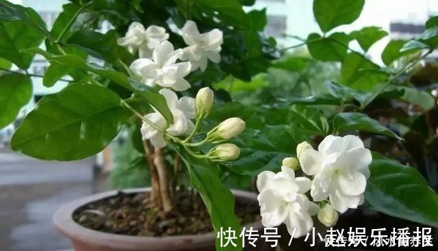 茉莉花|想要扦插茉莉花，牢记一个“关键点”，随插随活，就这么简单！