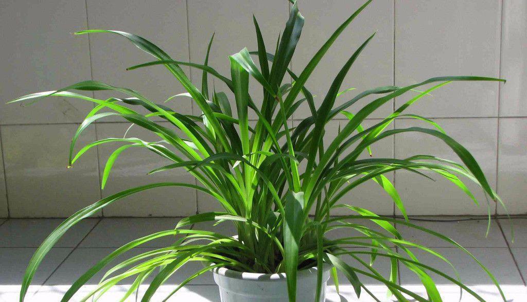 扦插|冬天扦插繁殖这九种绿植,特别容易成活,来年看花团锦簇