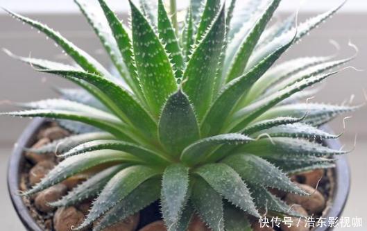 新手养花别再首选绿萝了，它们好看又好养，盆栽生命特坚强