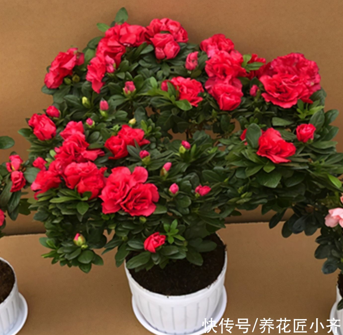 发黄|养这7种花，“醋”要经常浇，每月浇一碗，叶子绿油油