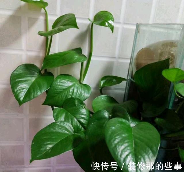 栀子花|夏天,这五种花多浇水,叶绿肥大,长势很良好