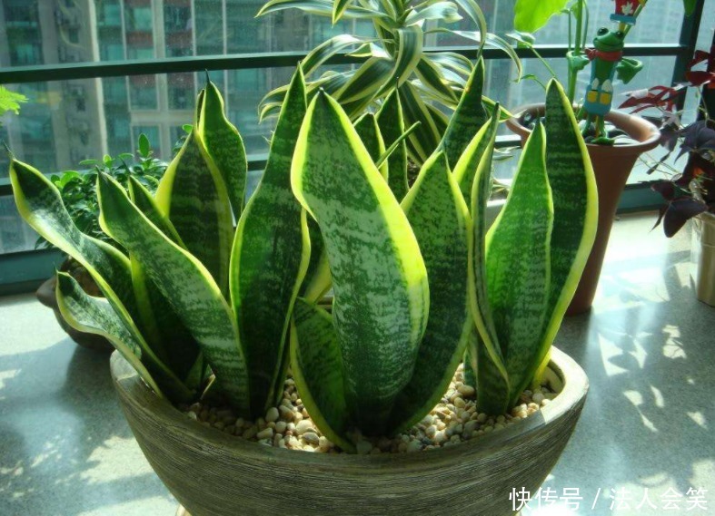 侧芽|学2招,让不爱出芽的虎皮兰接二连三地往外冒新芽吧!