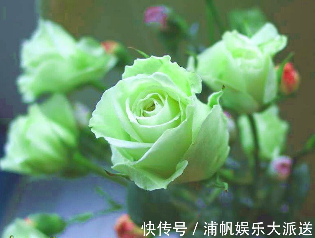 玫瑰|“绿玫瑰”象征永不老去的爱情，开花颜色特别，家庭必备情侣首选