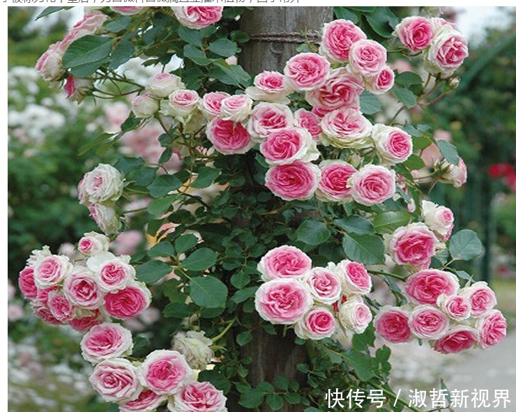 植物|养花肥难找原来白糖才是最好有肥料,从此不用买高价花肥了