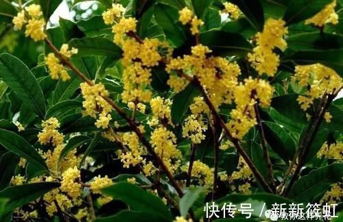 旺财|6种花镇宅旺财，净空气促健康，养过的都说“值得”！