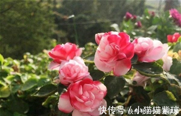 漂亮|四季开花的花，我建议你养这1种，开花多多，比玫瑰和茶花都漂亮！