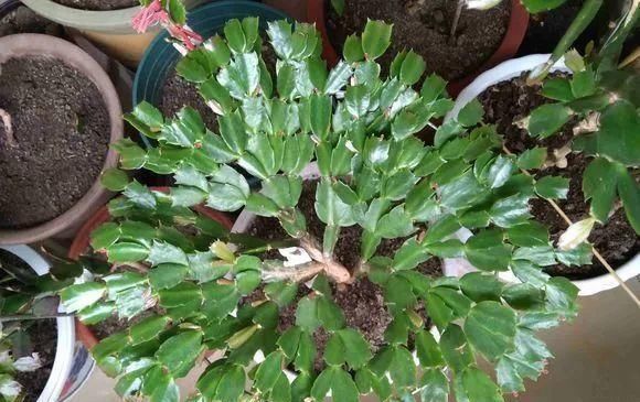 做好这几点,蟹爪兰到了夏天也不怕,轻松度过高温期