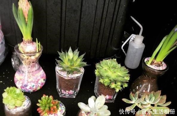 别再花钱买花盆了,将它们一处理栽种花草,个个都美得独一无二!