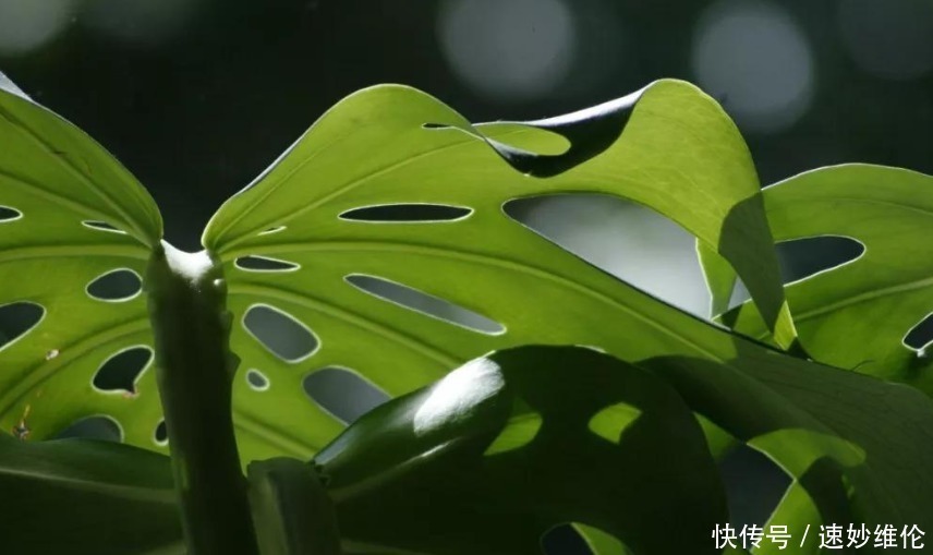 叶片|年轻人别只知道养绿萝，这3款绿植适合居家养，时尚个性超有范