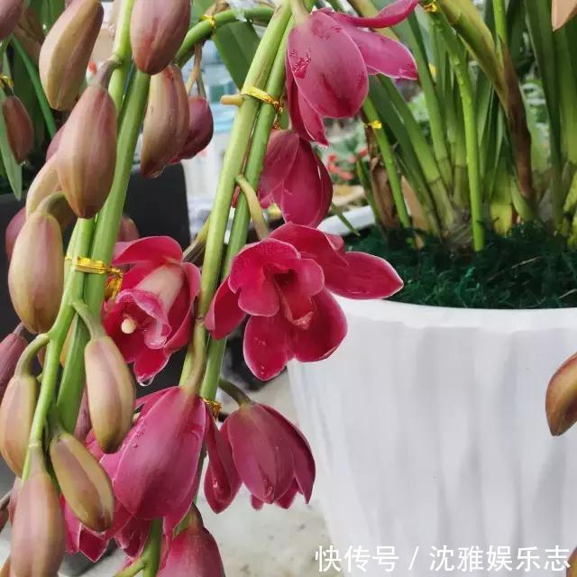 狐尾兰|4种“兰花”好养还爱开花，一开就是“花瀑布”，惊艳！