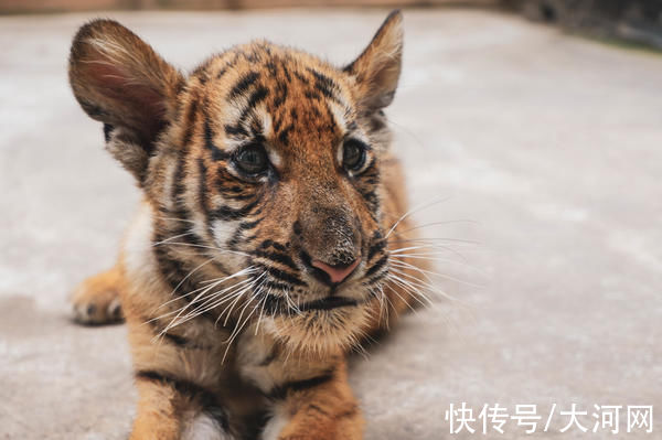 洛阳|洛阳王城公园今年新添三只虎宝宝，“写真”来了