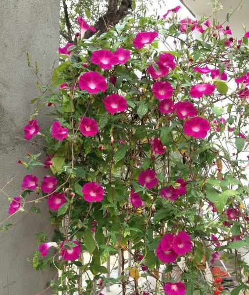 室内养了“2种花”,可谓是毒上加毒,是健康克星,别忽视