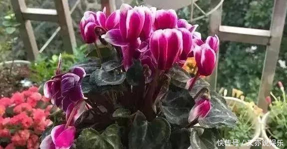 家里这几种花,哪怕干得“打蔫”,也不要往叶子喷水,否则只剩下花盆