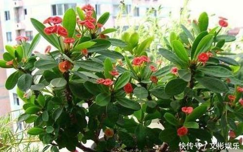 此种花卉寿命忒长,养护多注意5点,每一株都能活上30多年