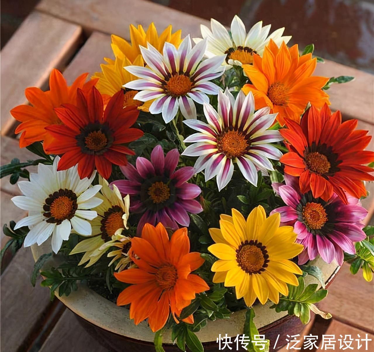 别错这款盆栽“新宠”,“一杆多花”颜色艳,单叶就可繁殖一大群