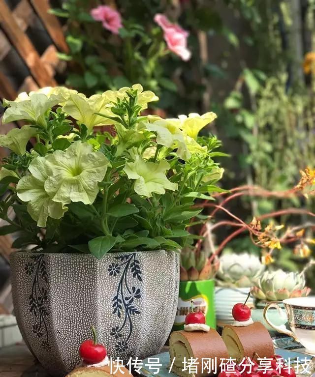 露台|两个孩子的妈妈,利用空闲时间,在露台打造出一片花的海洋