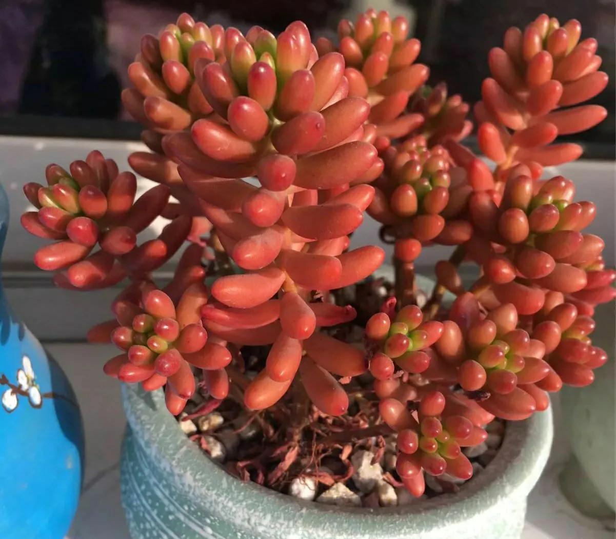 她养的多肉很奇怪，长不大，反而越养越小，你知道怎么回事吗