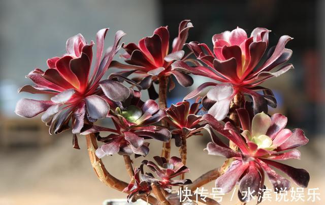 喷多效唑|买到“僵尸”黑法师,处理一下,用点“激素生长水”,还能保条命